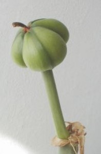 Semeník amarylis