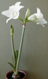 amaryllis v plném květu