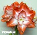 Promise 2
